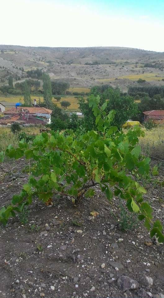 Kızılcahamam Çırpan Köyü Resimleri 5