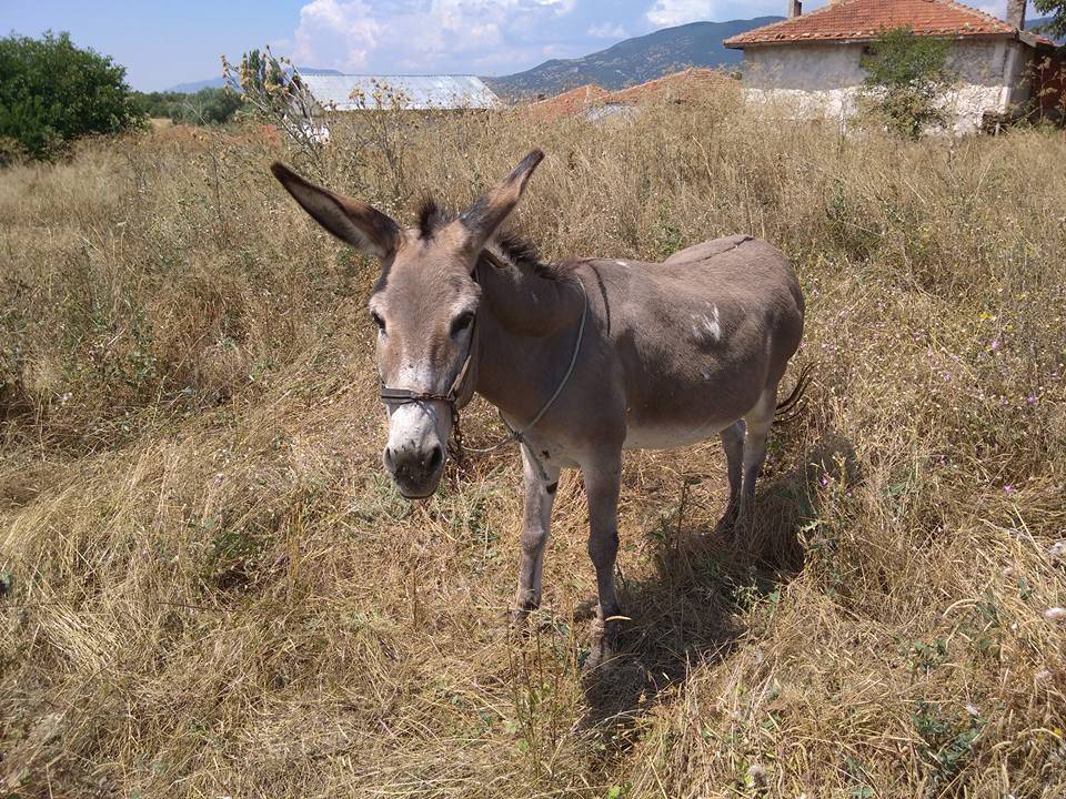 Kızılcahamam Demirciören Köyü Resimleri 4