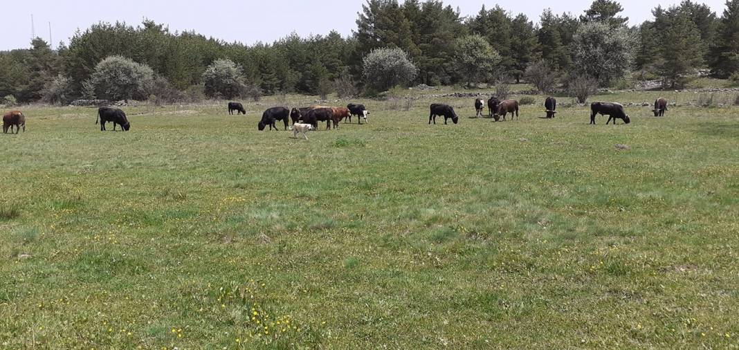 Kızılcahamam Dereneci Köyü Resimleri 3