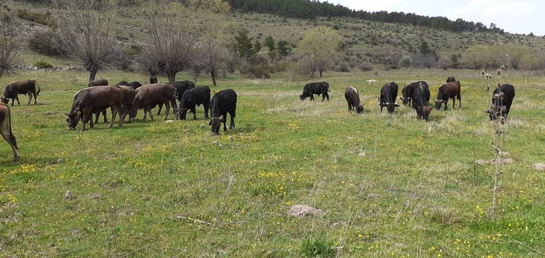 Kızılcahamam Dereneci Köyü Resimleri 6