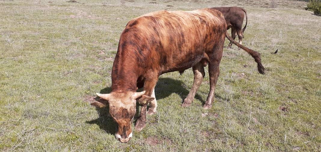 Kızılcahamam Dereneci Köyü Resimleri 8