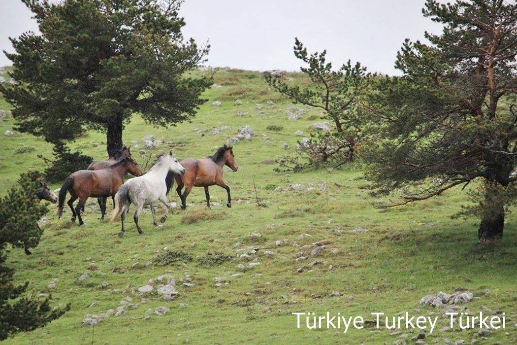 Kızılcahamam Eğerlibaşköy Köyü 2