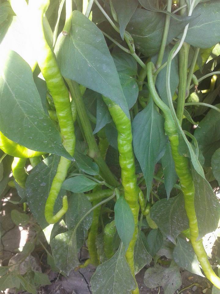 Kızılcahamam Gümele Köyü Resimleri 3