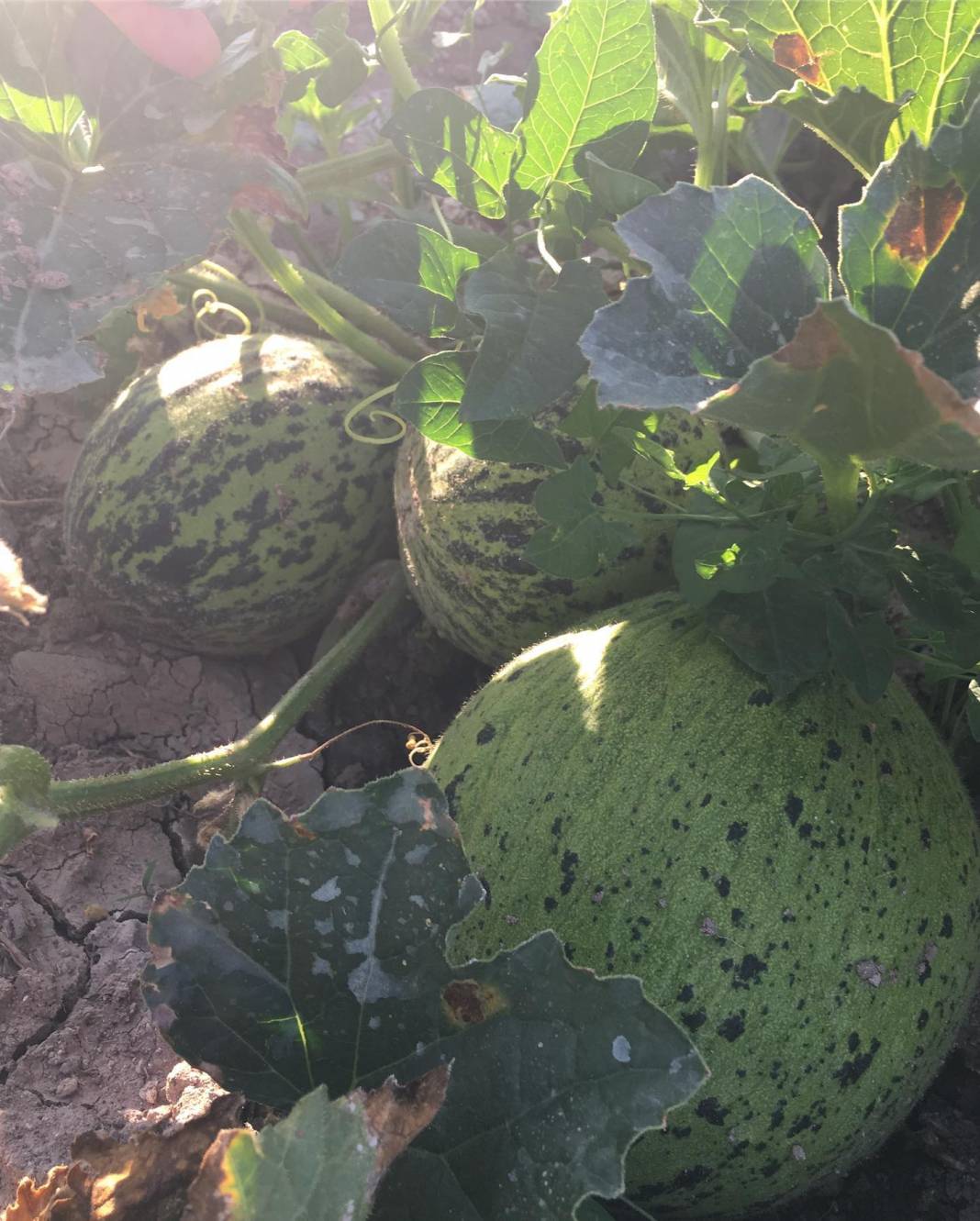 Kızılcahamam İğdir Köyü Resimleri 6