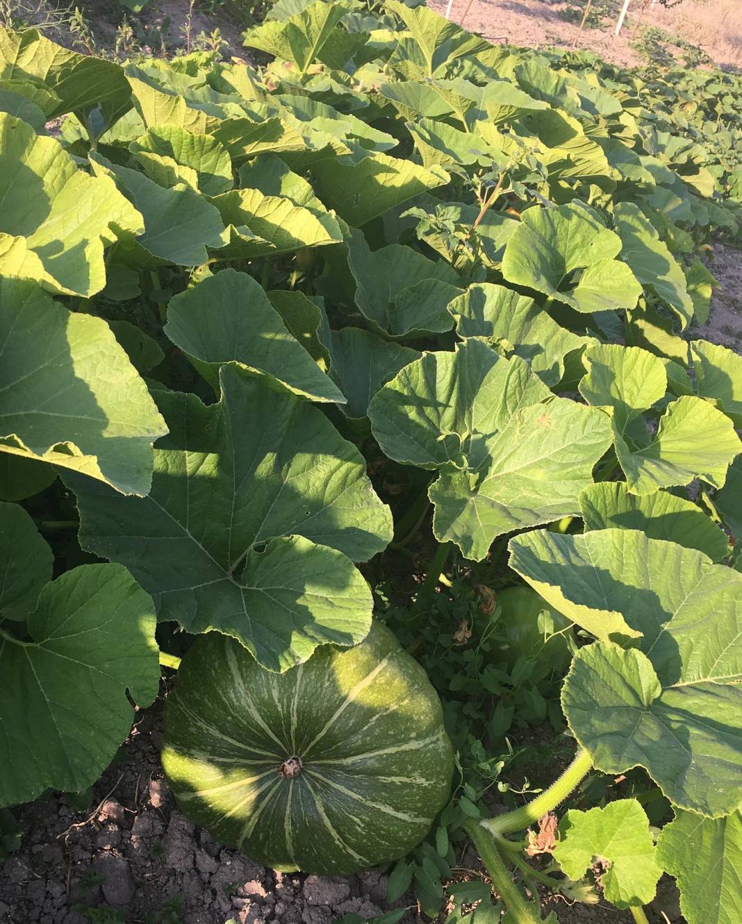 Kızılcahamam İğdir Köyü Resimleri 7