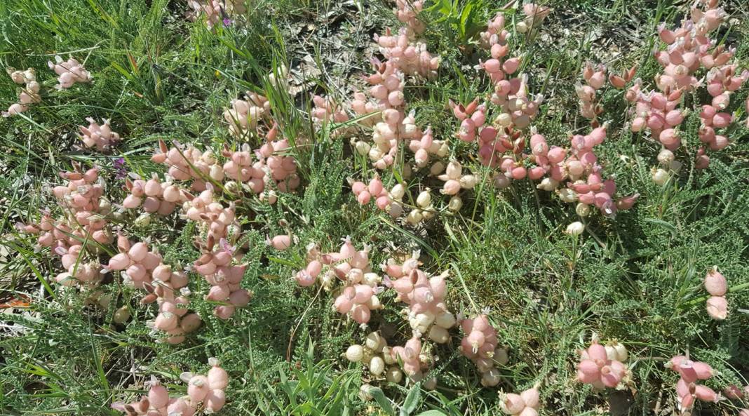 Kızılcahamam Kalemler Köyü Resimleri 6