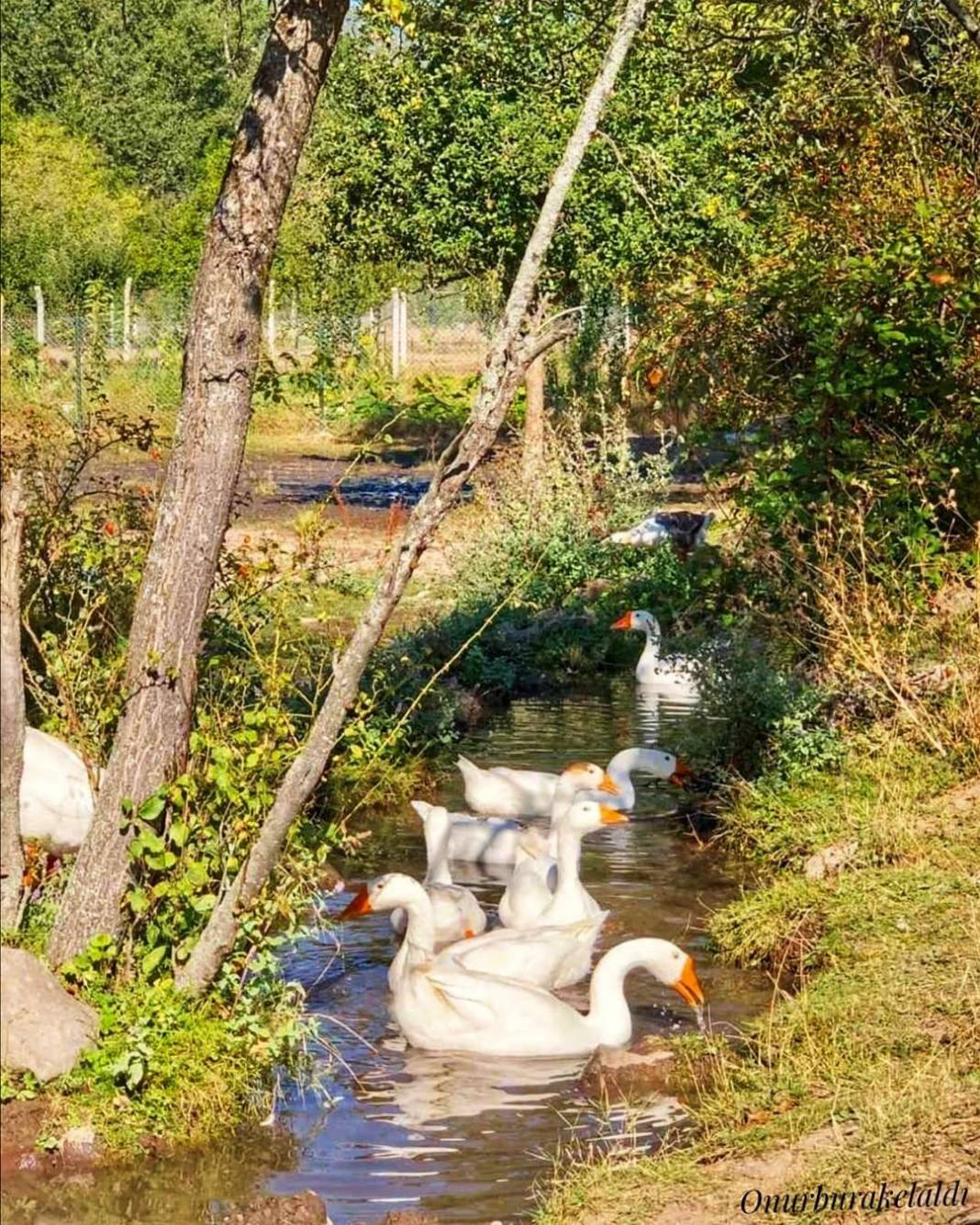 Kızılcahamam Kırköy Köyü Resimleri 4