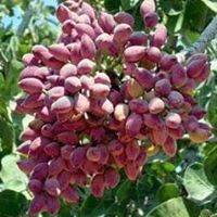 Eyyübiye Altınbaşak Köyü 2