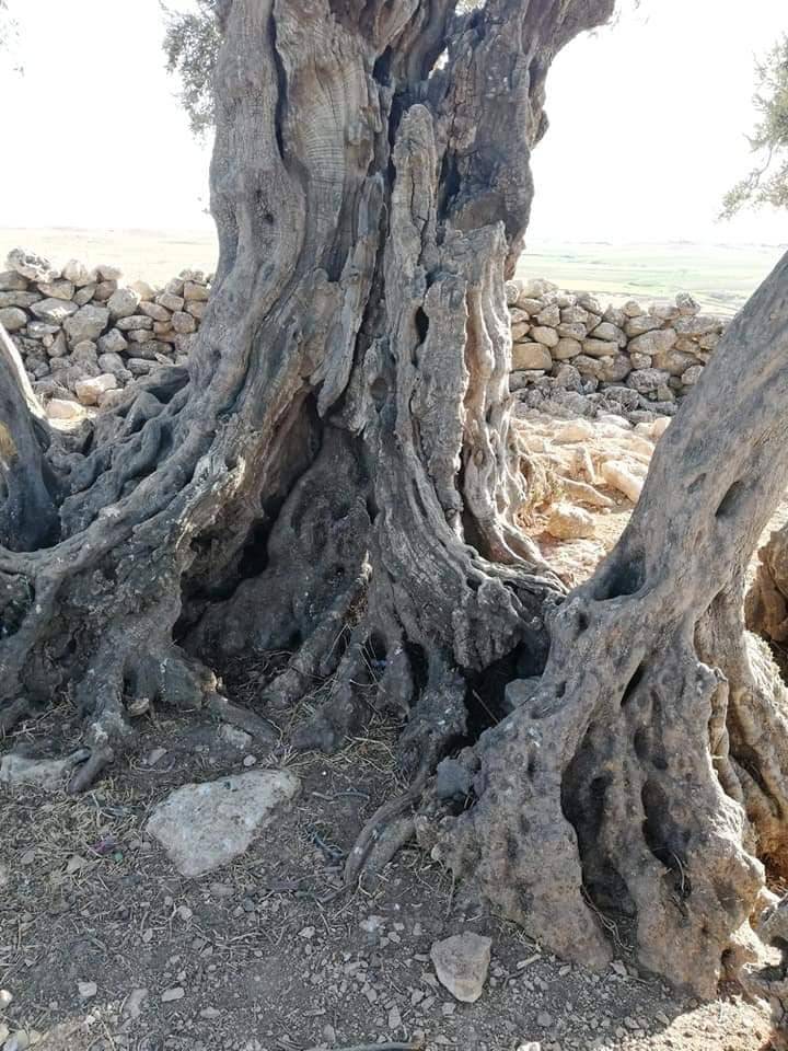 Eyyübiye Altınbaşak Köyü 3