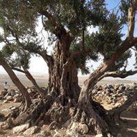 Eyyübiye Altınbaşak Köyü 4