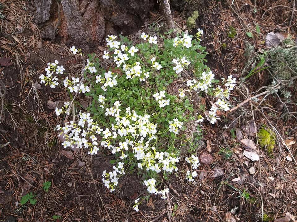 Kızılcahamam Salın Köyü Resimleri 7