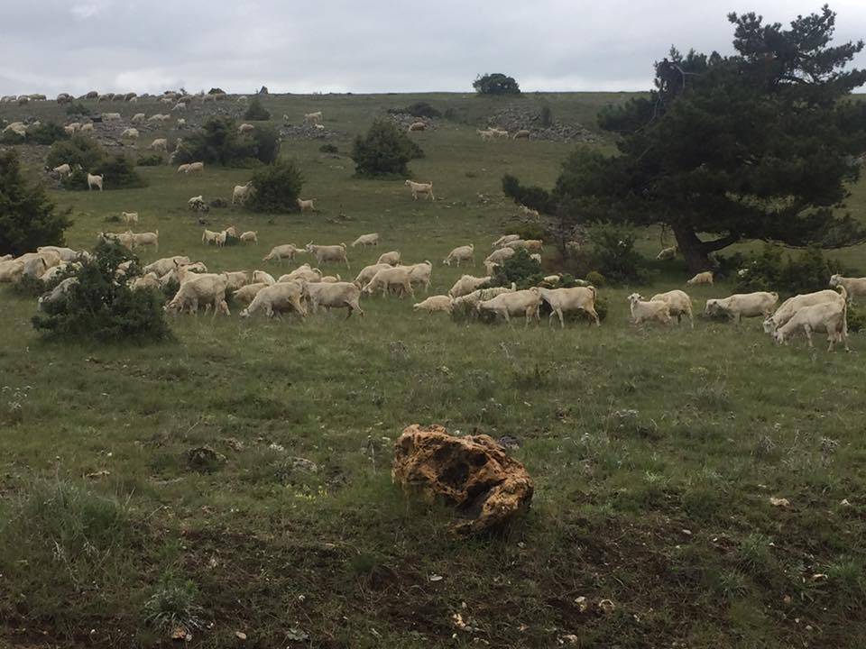 Kızılcahamam Turnalı Köyü Resimleri 7