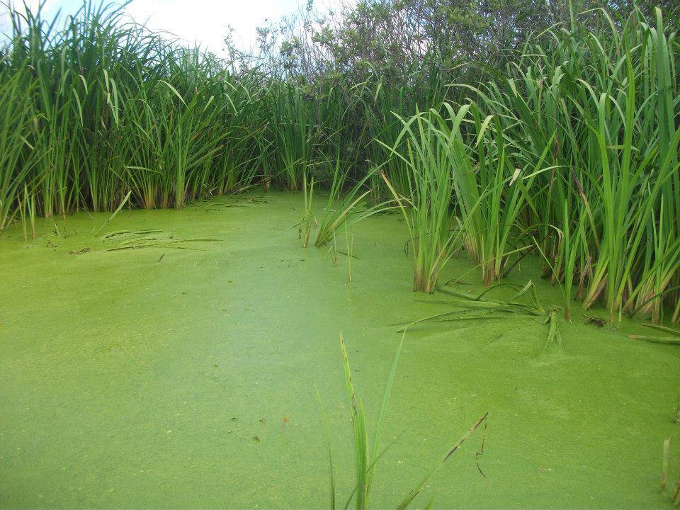 Kaynarca Turnalı Köyü Resimleri 1
