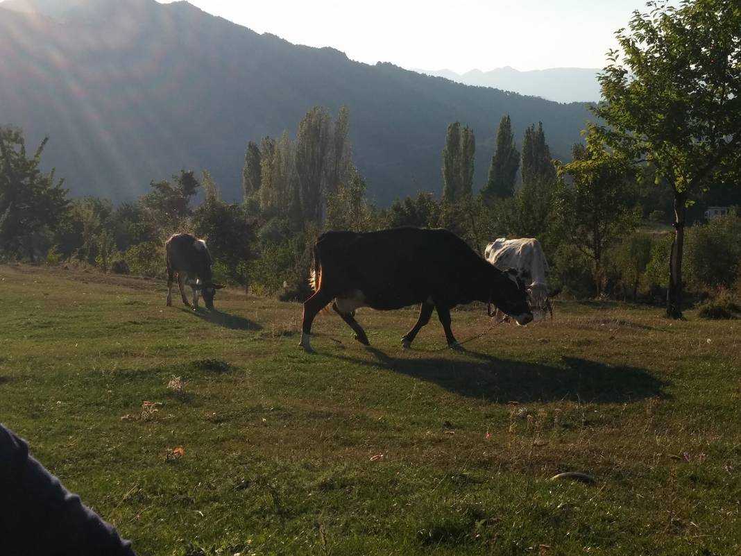 Nallıhan Alpağut Köyü Resimleri 7
