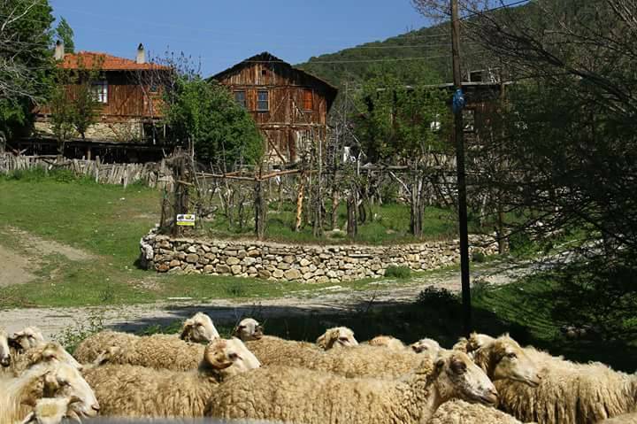 Nallıhan Arkutça Köyü Resimleri 3