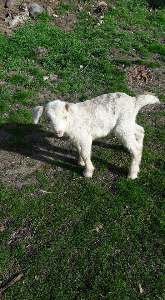 Nallıhan Aşağıkavacık Köyü Resimleri 2