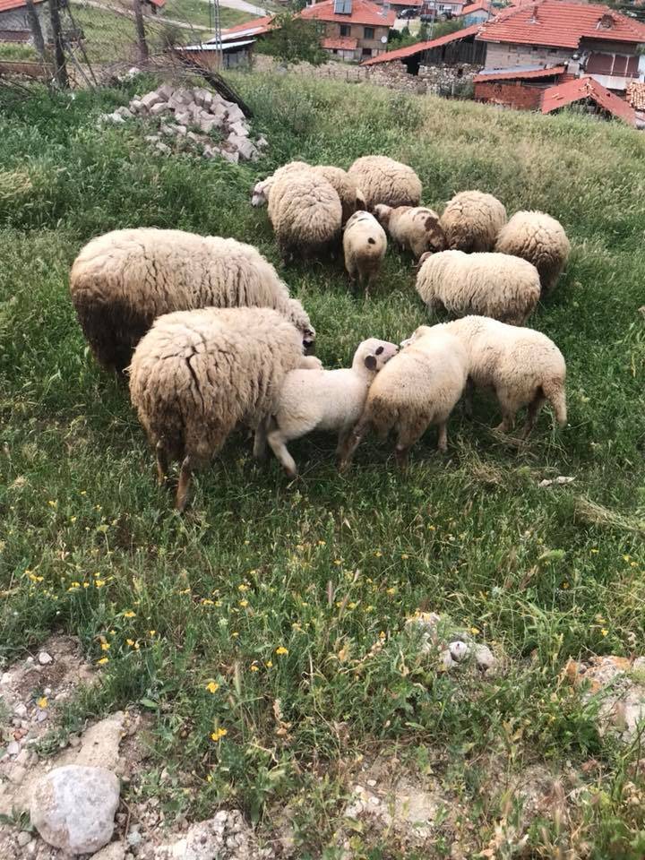 Nallıhan Ayman(hıdırlar) Resimleri 6