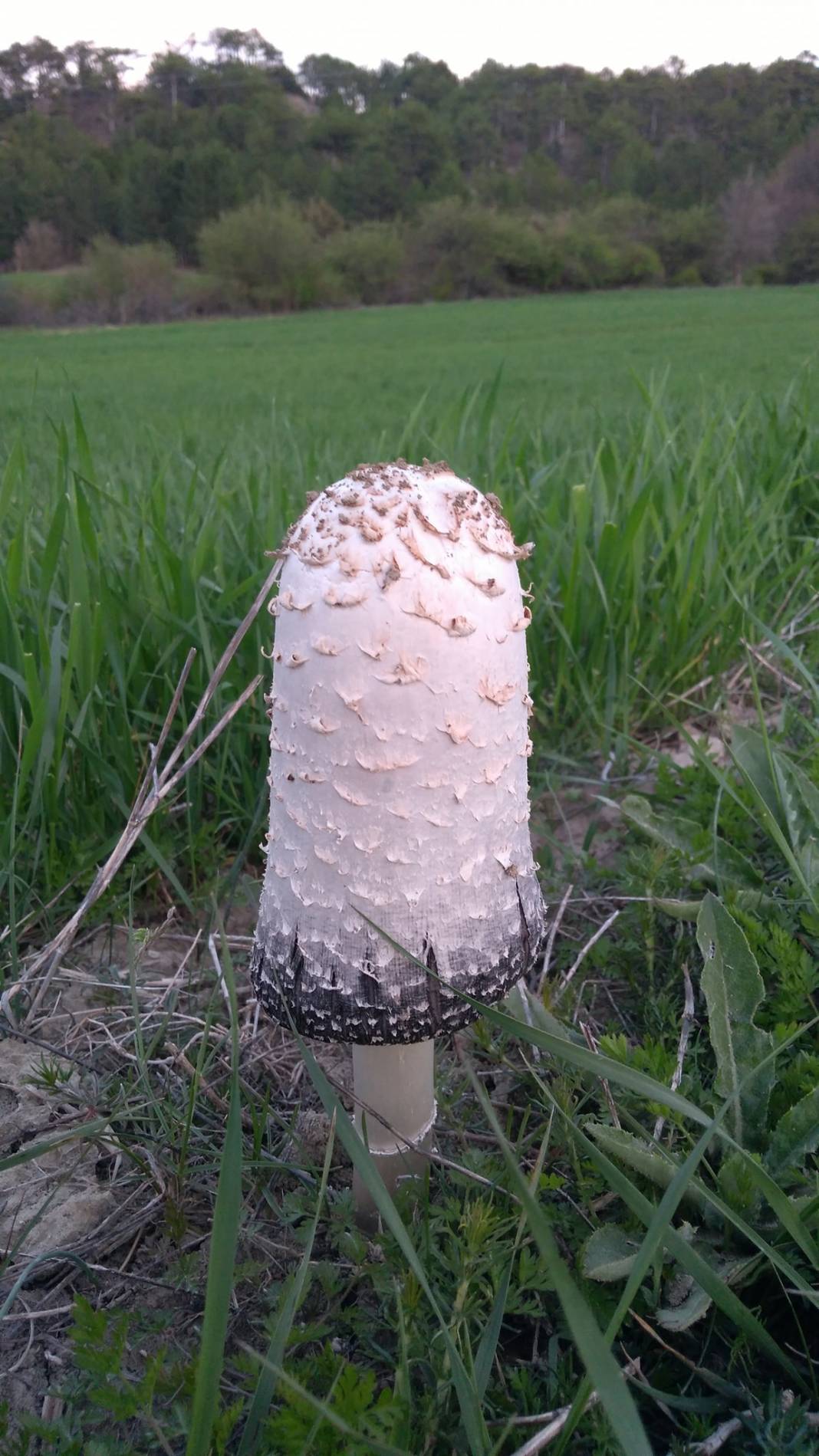 Nallıhan Beyalan Köyü Resimleri 4