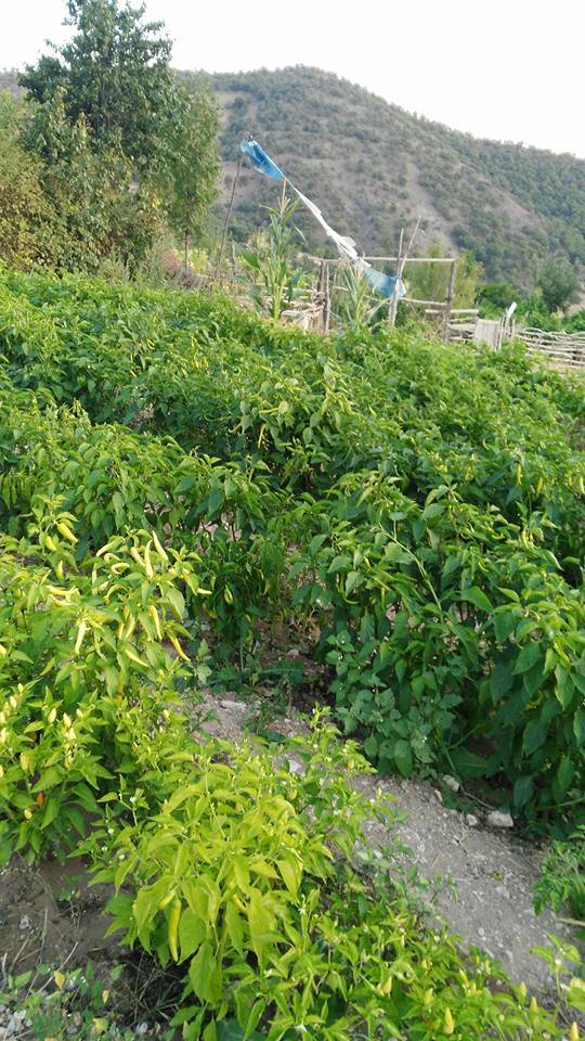 Nallıhan Cendere Köyü Resimleri 5