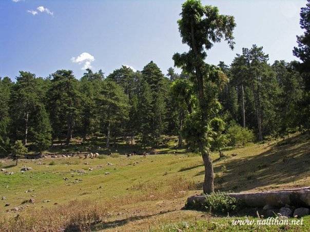 Nallıhan Çive Köyü Resimleri 1