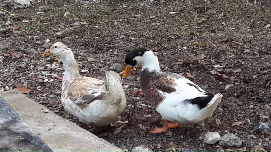 Nallıhan Gökçeöz Köyü Resimleri 1