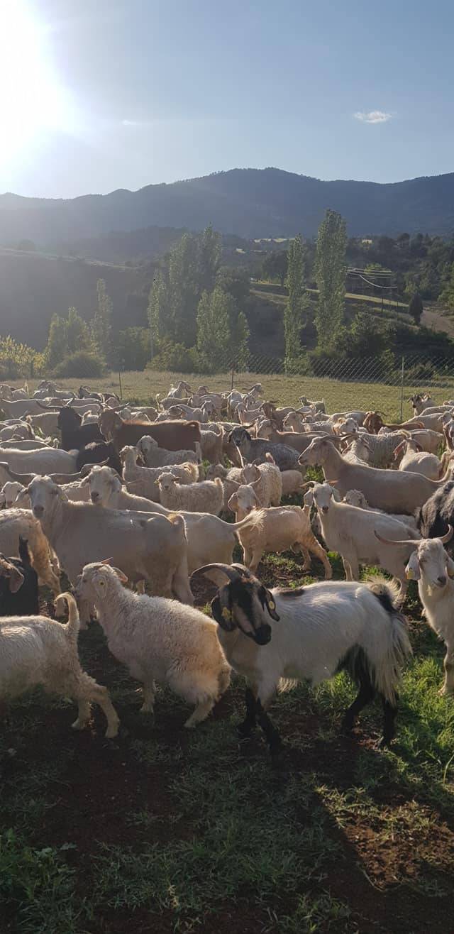 Nallıhan Gökçeöz Köyü Resimleri 4