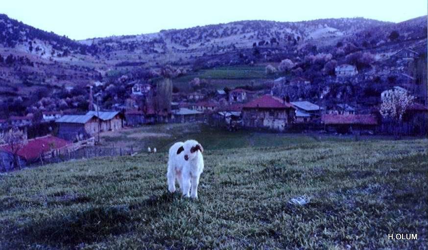 Nallıhan Güzelöz Köyü Resimleri 1