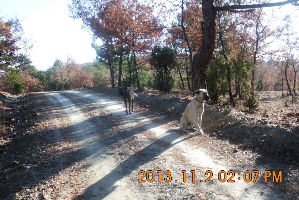 Nallıhan Karahisarkozlu Köyü Resimleri 1