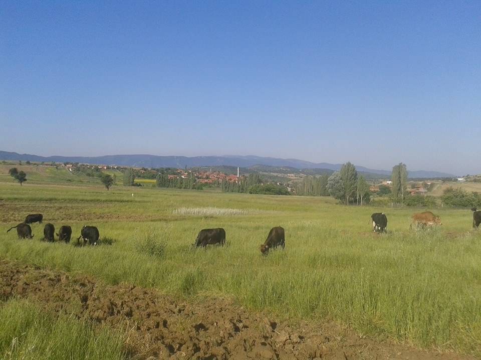 Nallıhan Kavak Köyü Resimleri 3