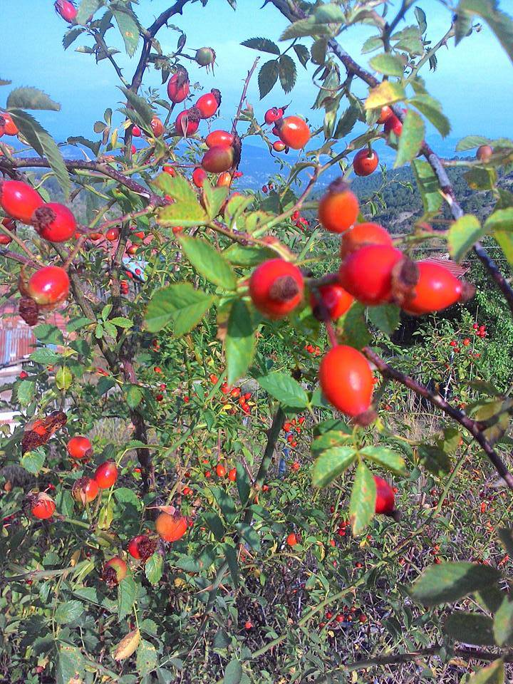 Nallıhan Nallıgölcük Köyü 4