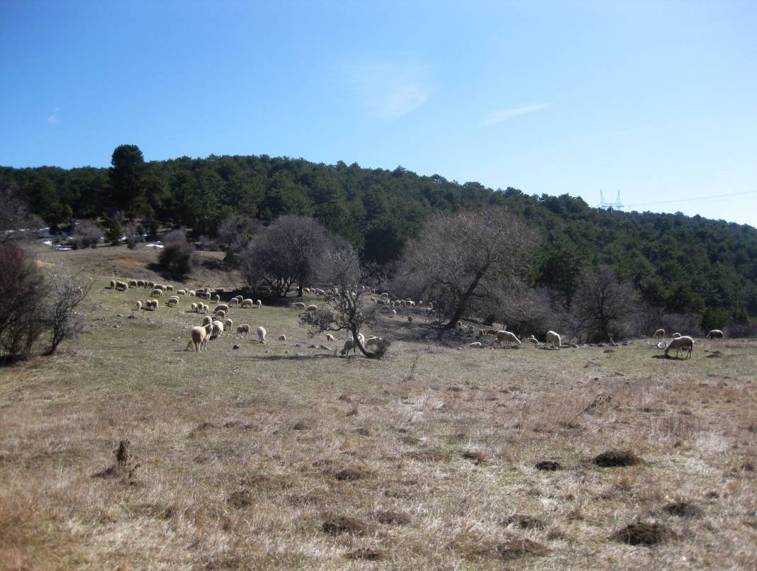 Nallıhan Nallıgölcük Köyü 9