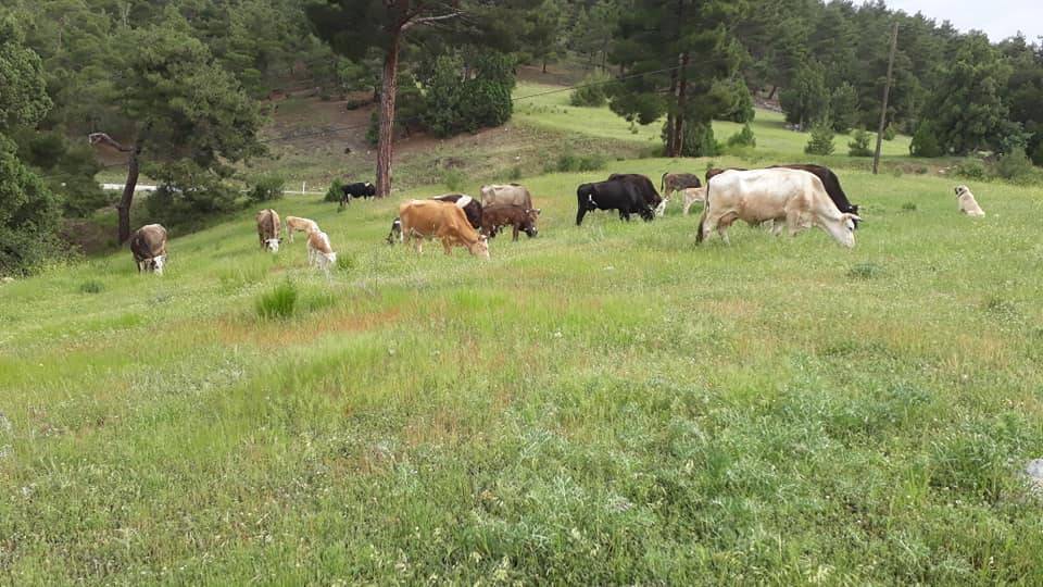 Nallıhan Osmanköy Köyü Resimleri 3