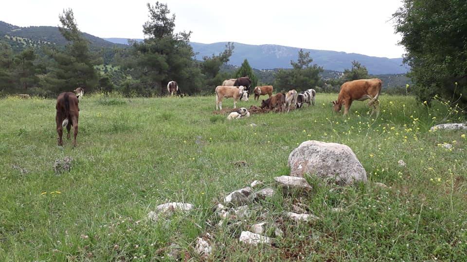 Nallıhan Osmanköy Köyü Resimleri 4
