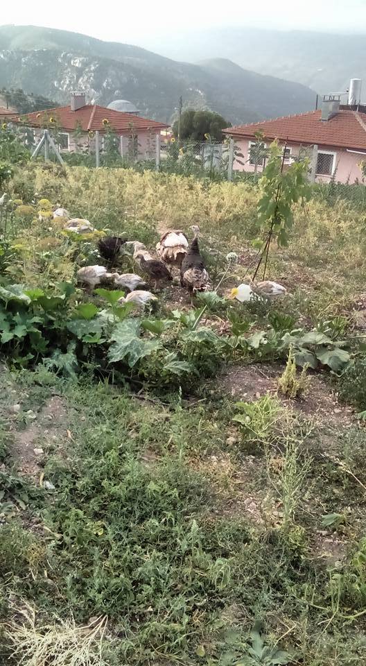 Nallıhan Soğukkuyu Köyü Resimleri 1