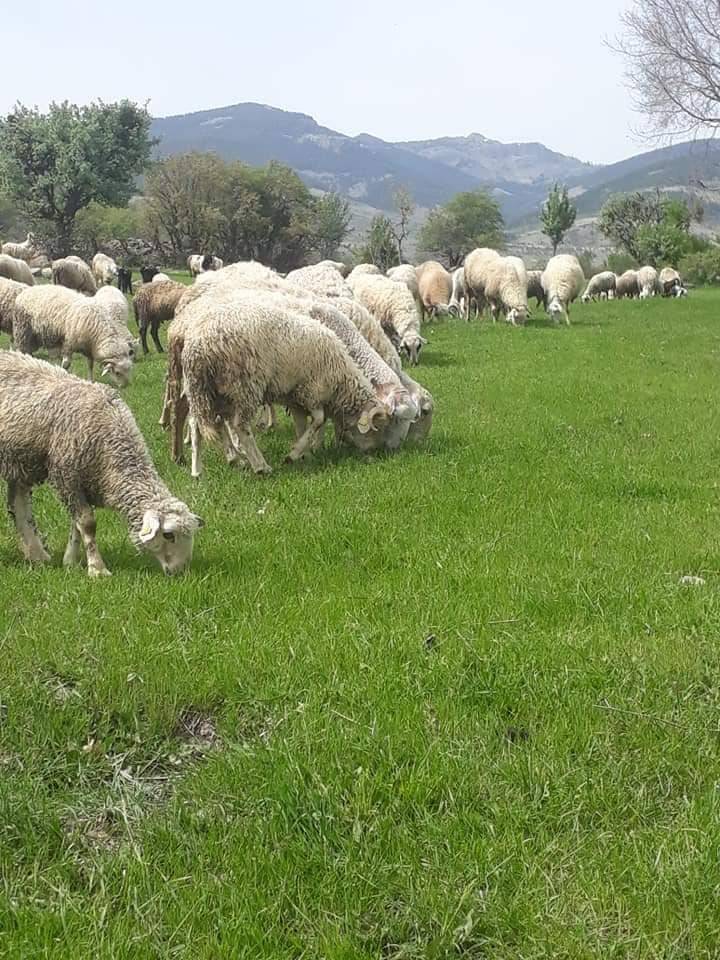 Polatlı Avdanlı Köyü Resimleri 3