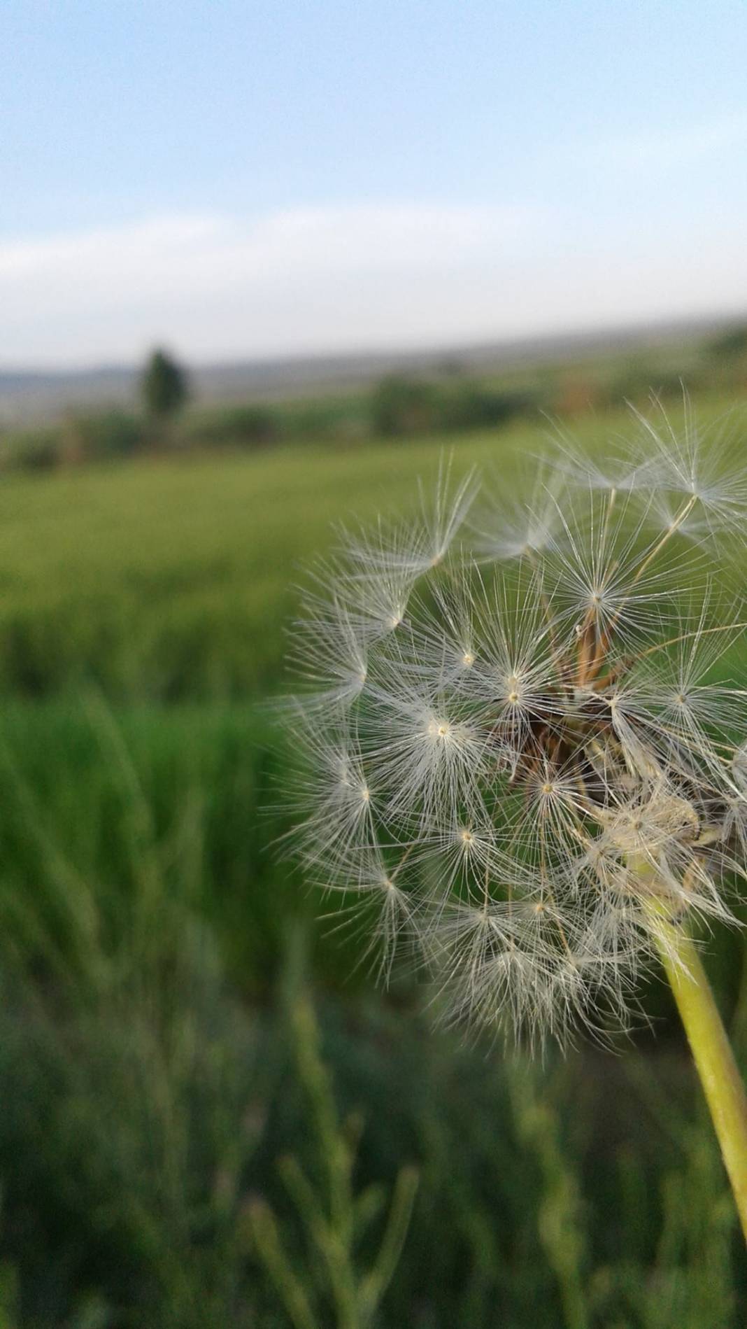 Polatlı Beşköprü Köyü Resimleri 3