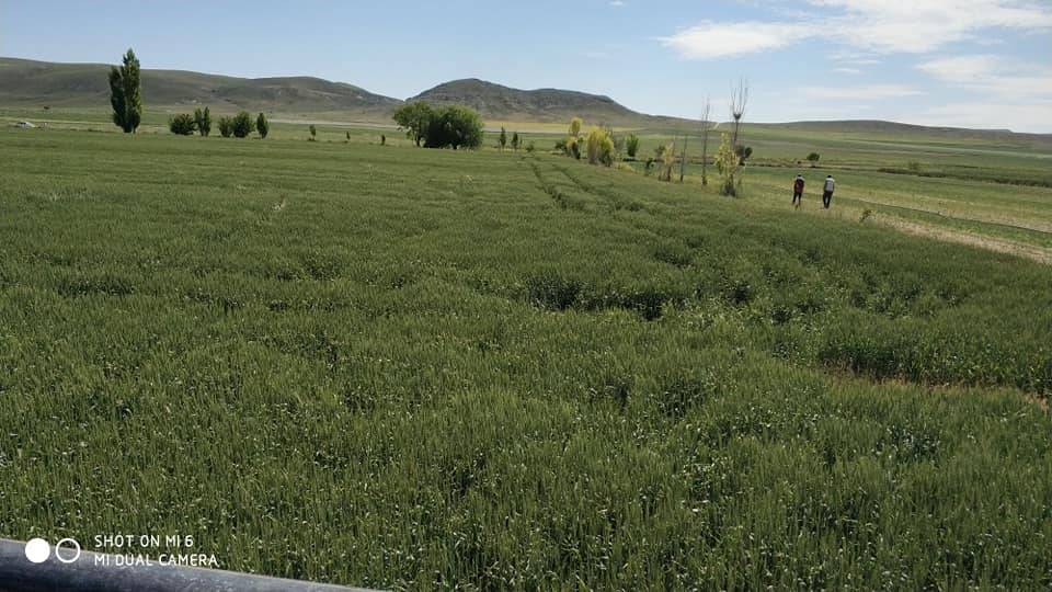 Polatlı Beşköprü Köyü Resimleri 5