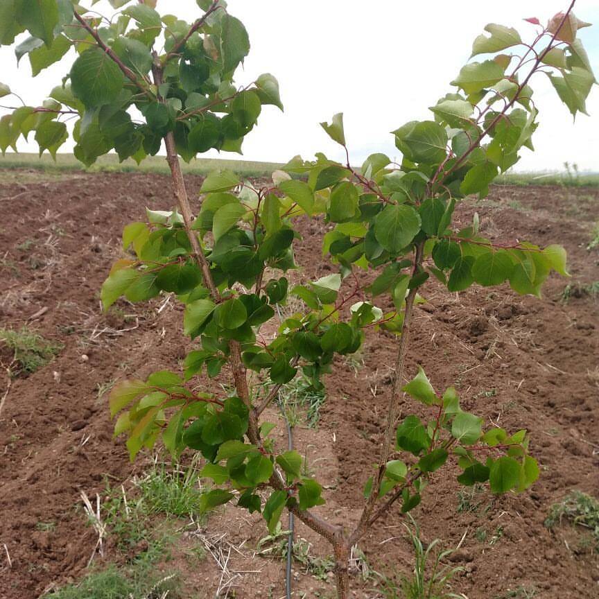 Polatlı Güreş Köyü Resimleri 4