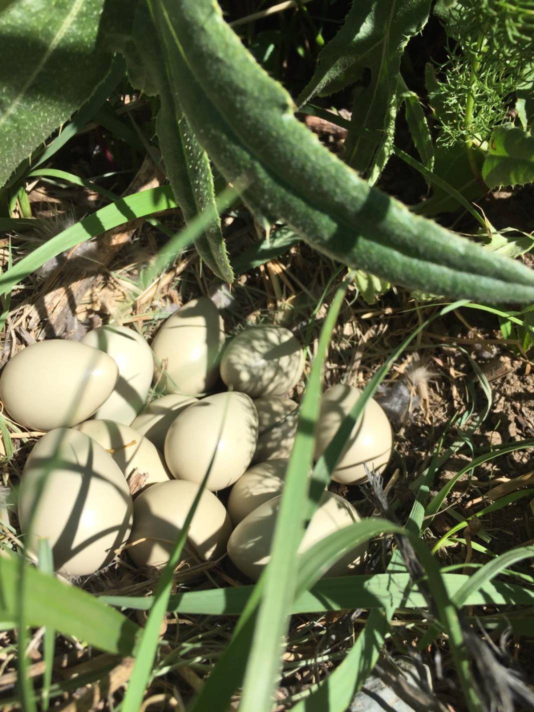 Özalp Sağmallı Beldesi Resimleri 10