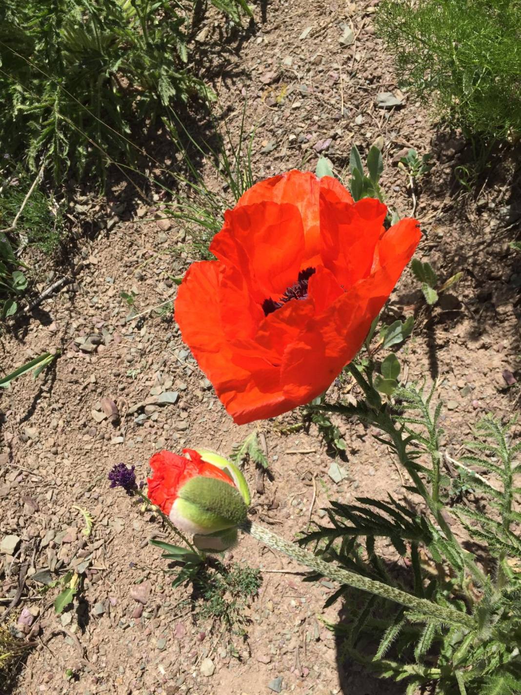 Özalp Sağmallı Beldesi Resimleri 16