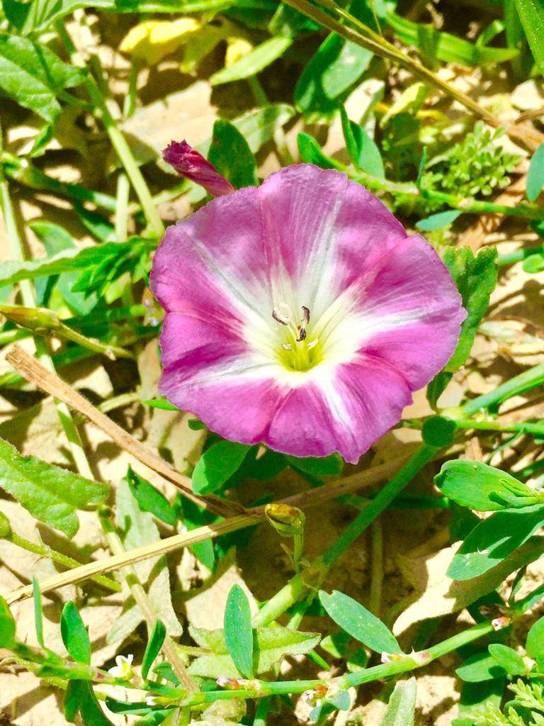 Özalp Sağmallı Beldesi Resimleri 26