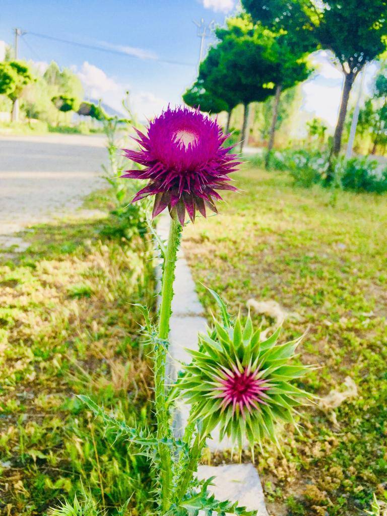 Özalp Sağmallı Beldesi Resimleri 27