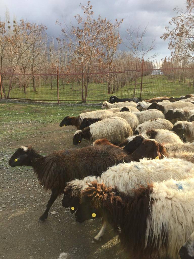 Özalp Sağmallı Beldesi Resimleri 41