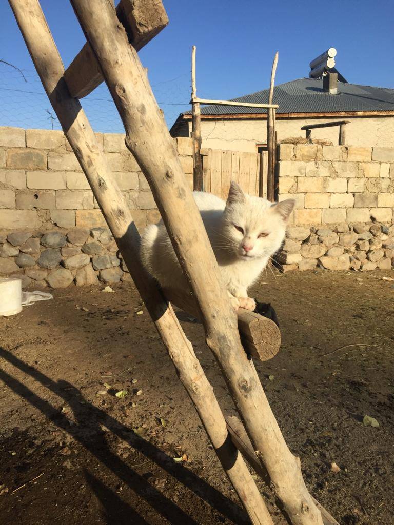 Özalp Sağmallı Beldesi Resimleri 44