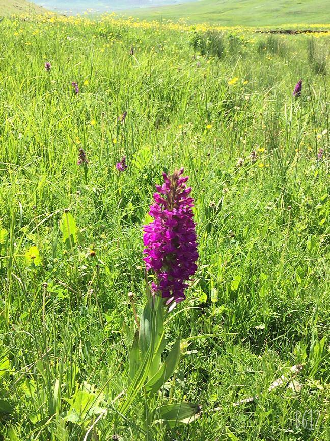 Özalp Sağmallı Beldesi Resimleri 7
