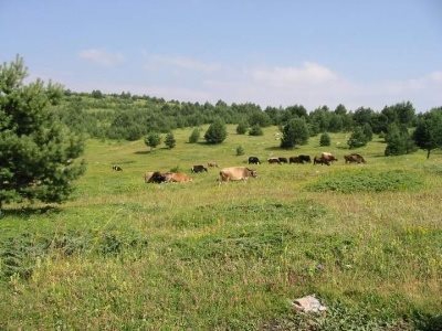 Ovacık Çatak Köyü Resimleri 4
