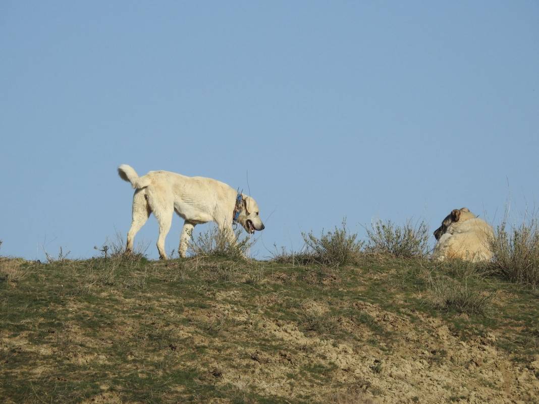 Polatlı Ilıca Köyü Resimleri 2