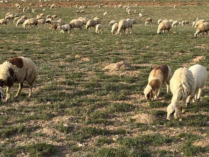 Polatlı Ilıca Köyü Resimleri 5