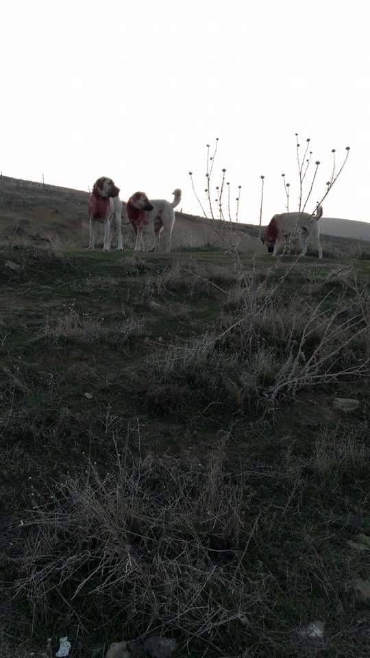 Polatlı İğciler Köyü Resimleri 1