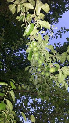 Kaynarca Uzunalan Köyü Resimleri 2